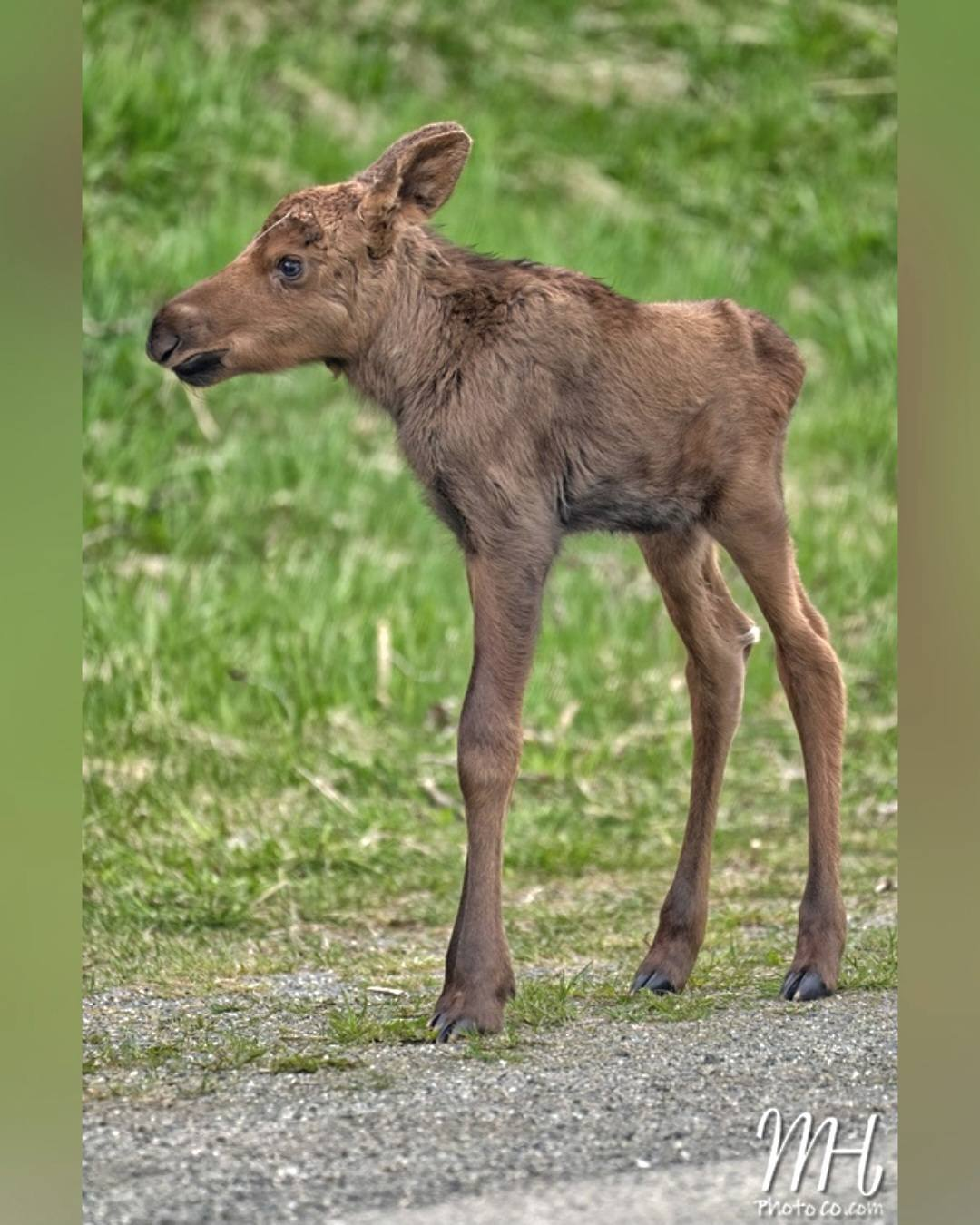 Adorable moose calf standing on the side of the road. All legs and a little bitty body. Adorable moose calf standing on the side of the road. All legs and a little bitty body.