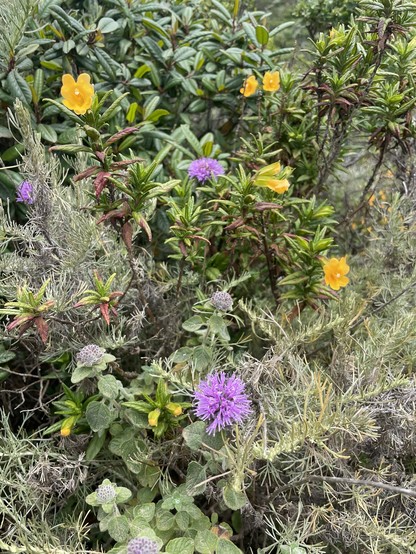 Close up photo of a clump of native shrubberies - grey/green artemisia, dark green bush monkey flower with bright orange trumpet-shaped blossoms, and a fuzzy purple ball that I can’t identify.