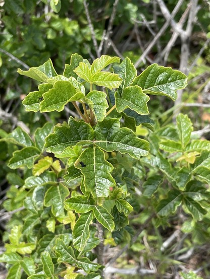 Close up photo of a healthy looking Toxicodendron diversilobum shrub.