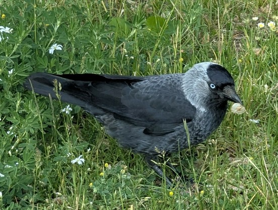 A jackdaw with a seed in its mouth .  Black wings, dark grey body,, light grey back of head, black cap, dark brown beak, and a light blue eye, in tall grass with white and yellow wildflowers.