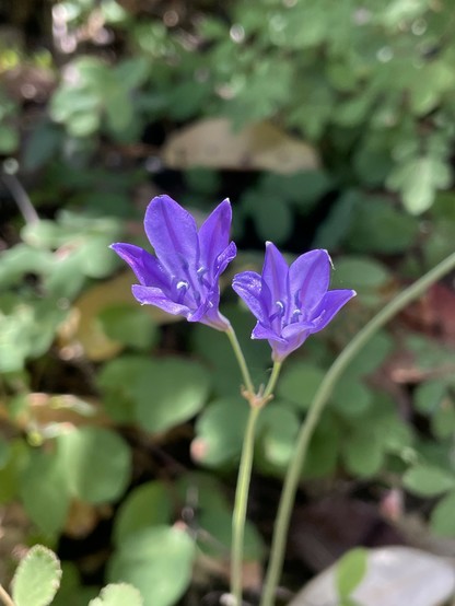 Close up photo of a Triteleia laxa stalk with 2 dark blue/purple flowers visible. The flowers are cone shaped and upright, with 6 petals, each of which is quite pointy, creating a lovely jagged top edge. The plant itself is mostly hidden underground, and throws up a long stem with branches at the top into one flower per branch (with the number of branches varying from 1 to around a dozen or so).