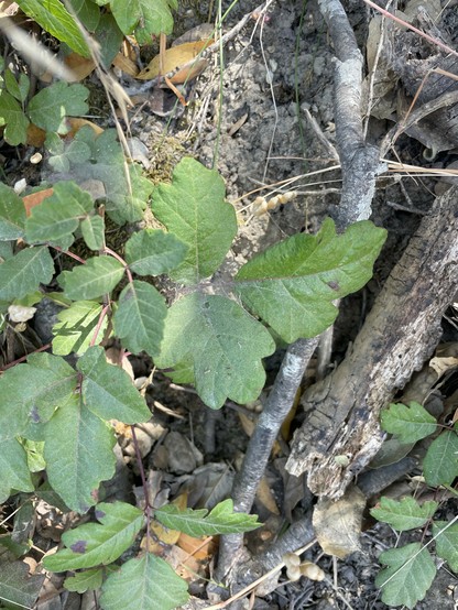 Photo of a low-lying Toxicodendron diversilobum shrubbery, showing a different way that it can present (quite different from my last photo of it a week or so ago).