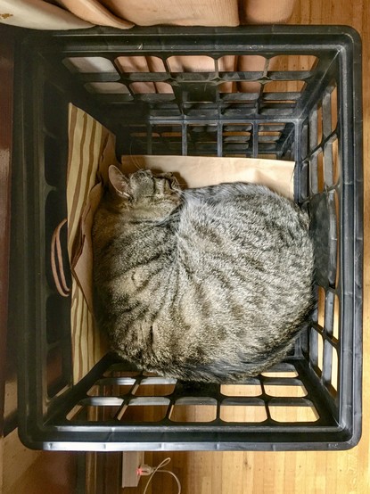 Photo of a sleeping, gray tabby cat. The cat is curled tightly in a black milk crate container, which in turn rests on a matchstick-style oak floor.