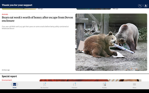 The headline in the upper left, black text on white background:  "Bears eat week’s worth of honey after escape from Devon enclosure", and below on 2 lines: Five-year-old "Mish and Lucy get their paws on some snacks before being safely contained at Wildwood Devon"

The photo on the right is of 2 bears happily chewing on some signs,  apparently quite content.  In the front, the bear is facing the camera, with a rolled up sign with blue lettering, and behind that, the other bear has it's head down…