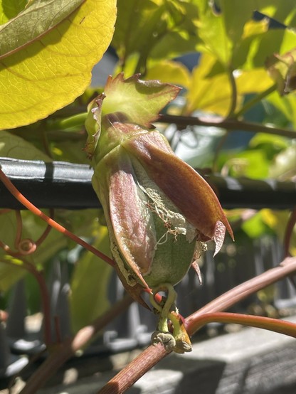 Close up photo of a few-days-old passionfruit emerging from the wreckage of the blossom that spawned it. 3 stigma are still visible protruding from the end of the fruit, however they are dry and limp, and will fall off shortly.