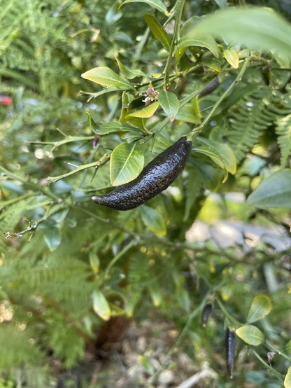 Close up photo of a developing Citrus australasica fruit. The fruit is long and slender, somewhat like a finger, and a very dark green, almost black, and quite shiny. The leaves, branches and spikes of the bush are visible in the background; the leaves are a fairly classic citrus shape but very small (no more than an inch long), and as you’d expect from an Australian plant the spikes are massive and deadly. The bush shot around half a dozen of them at me as I was taking this photo - they are ve…