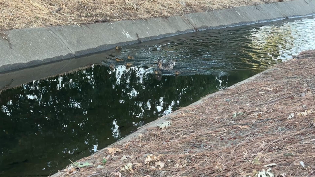 Small canal with dirt sides. In the middle is one female duck and just ahead are about 6 or 7 tiny baby ducks. A few of them moving in quick bursts 