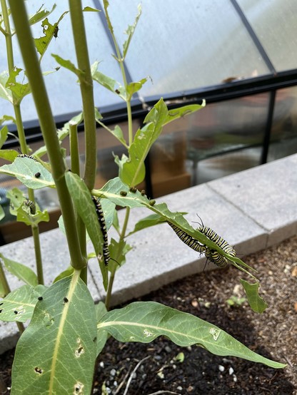 Monarch butterfly caterpillars devouring a milkweed plant.