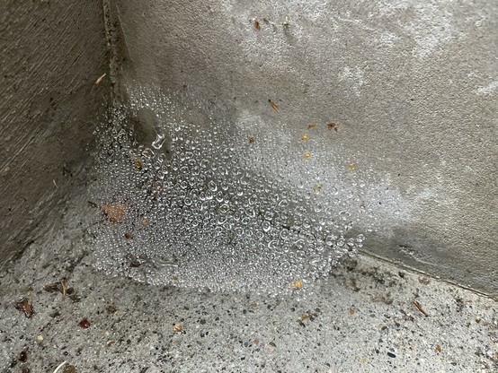 Photo of a cobweb in the corner of a concrete step. Today’s heavy fog drip has liberally covered the web with beads of water, which reflect the day’s muted grey vibes beautifully.