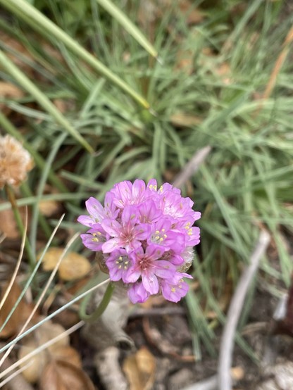 Close up photo of an Armeria maritima flower cluster floating delicately on its long stalk, with the bulk of the plant out of focus in the background. The small flowers are a very cheerful pink and have 5 petals. There are maybe 20 or so individual flowers all crammed together into a bright pink ball at the end of a long, slender green stalk growing out of the middle of the prostrate plant. The plant is made up of numerous very thin and long, spear-like dark green leaves - almost like a spiky c…