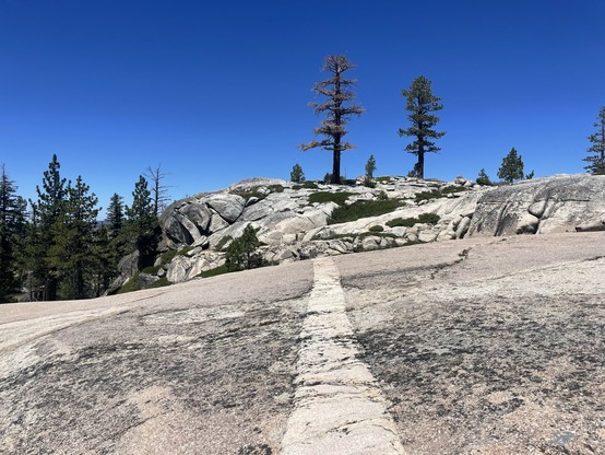 Photo of a formerly glaciated granite landscape, with a prominent plagioclase dyke bisecting a flat slab of granodiorite in the foreground. In the middle distance a slightly domed ridge has two large Jeffrey pines growing out of it, one of them dead.