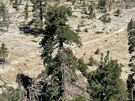 Medium-distance photo of a mostly bare, glaciated granodiorite hillside with scattered pine trees here and there, and a very prominent thicc white plagioclase dyke extending across the entire hillside.