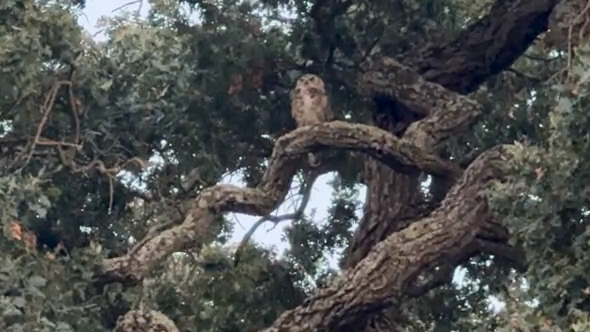 View of a Great Horned Owl sitting on a large limb of an Oak tree. The owl is facing outward, looking off into the distance, and then you hear the screen sound. 