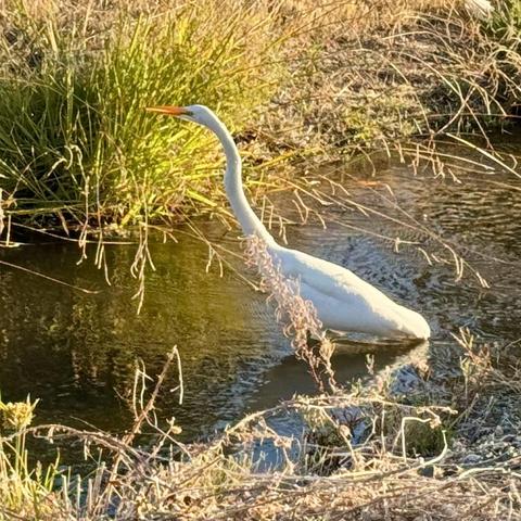 A great egret standing in shallow water near the grassy bank of a stream, its long white body and slender neck reflected slightly on the surface, with tall dry grasses surrounding the scene in warm sunlight