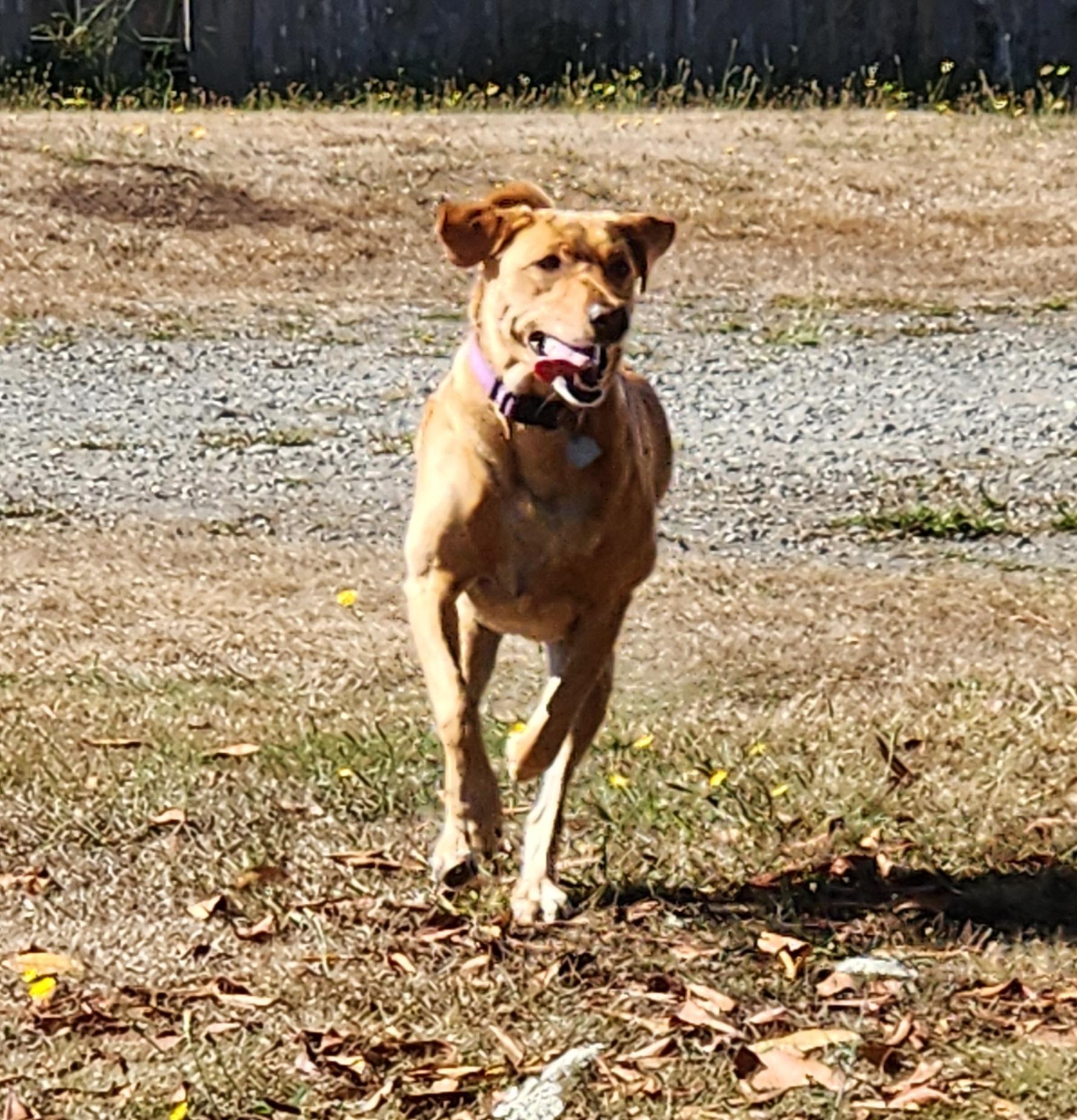 Golden lab running outside on dry grass just being happy. Her tongue is out.