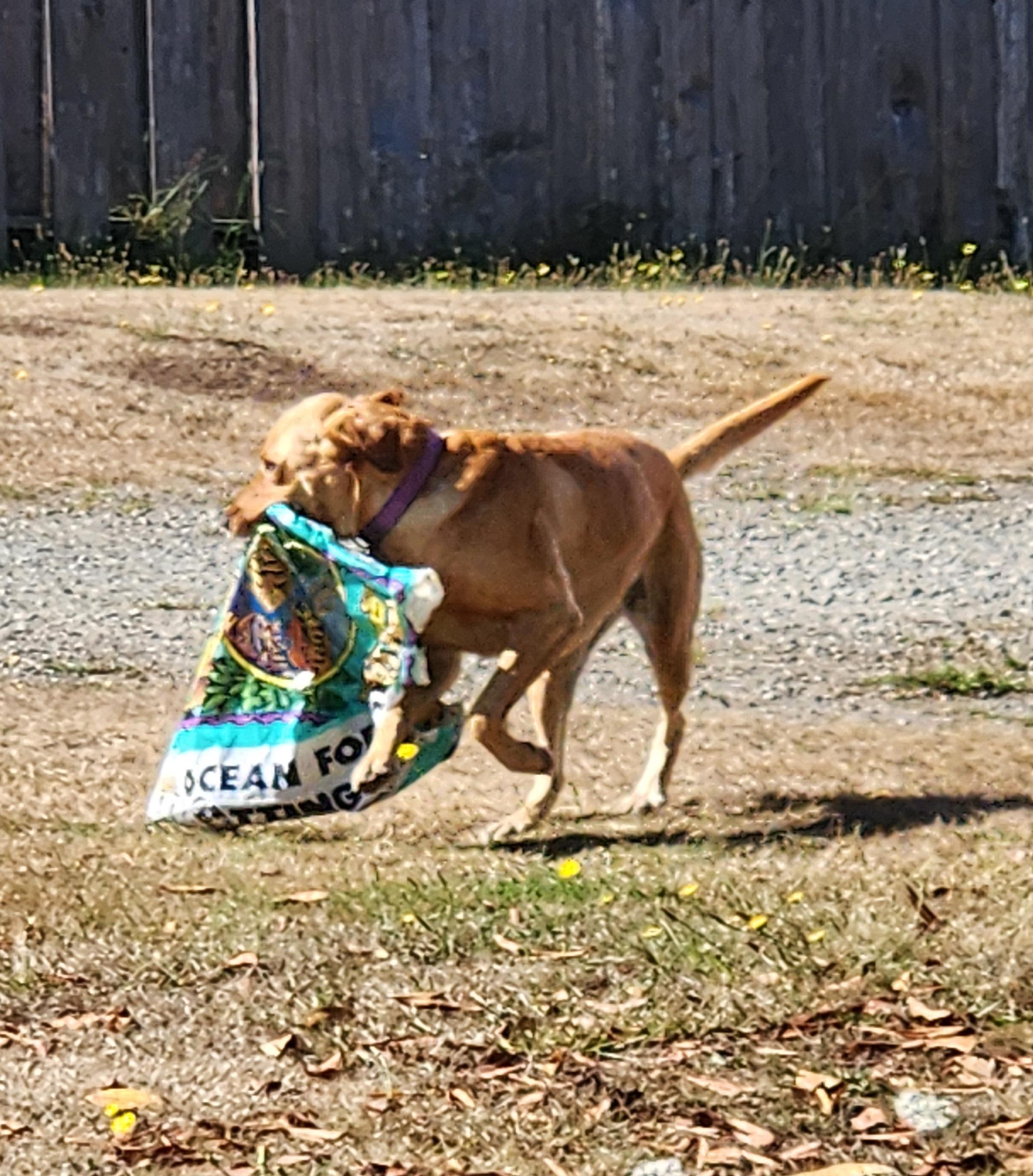 Golden lab bring me a partial plastic bag of Ocean Forest potting soil.