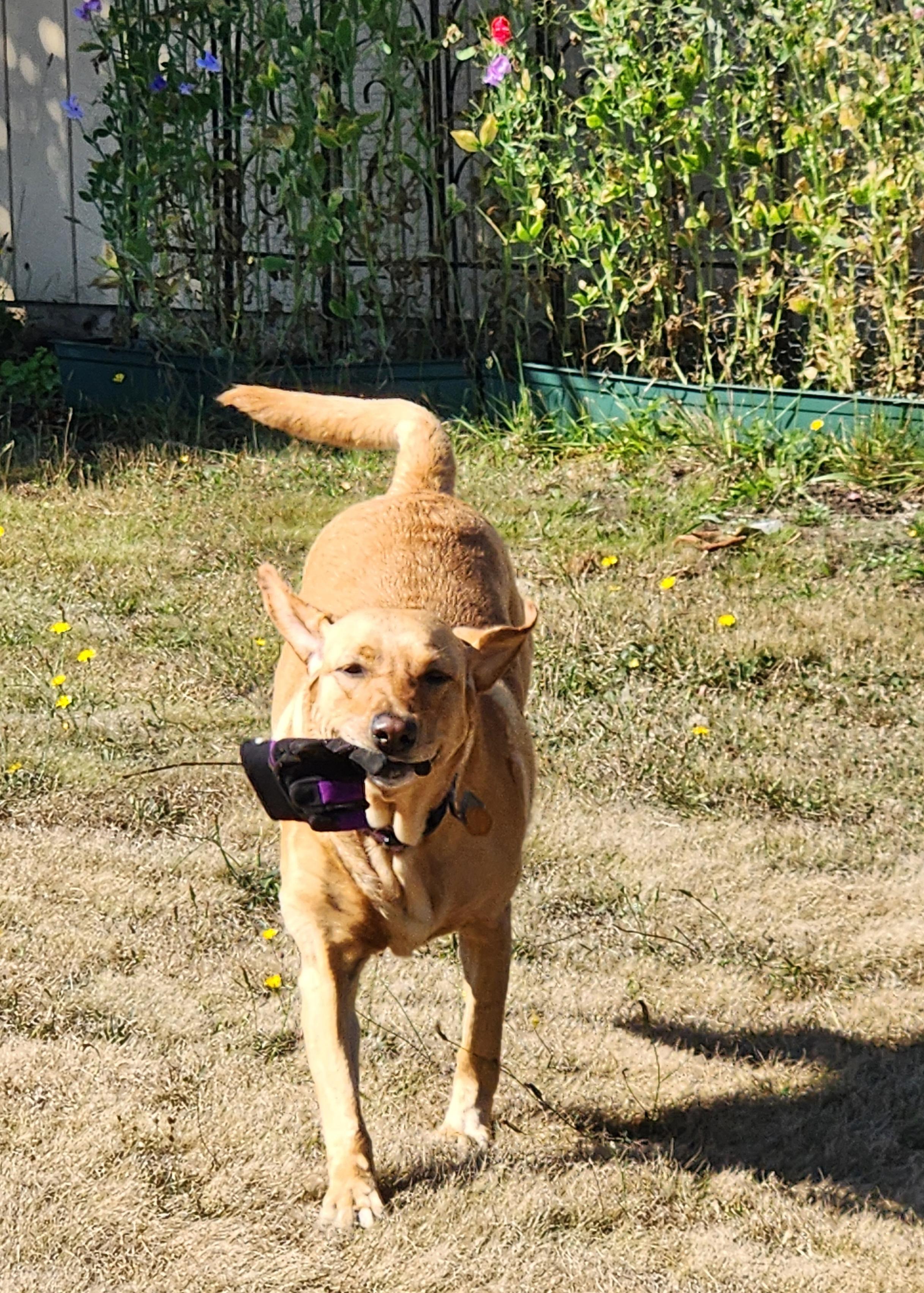 Golden lab with a purple garden glove in her mouth. She is running towards the camera.
