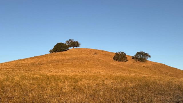 View of a rolling hill covered by dry golden brown grass and yellow wildflowers. At the top of the hill are a few dark green oak trees. Blue sky above 