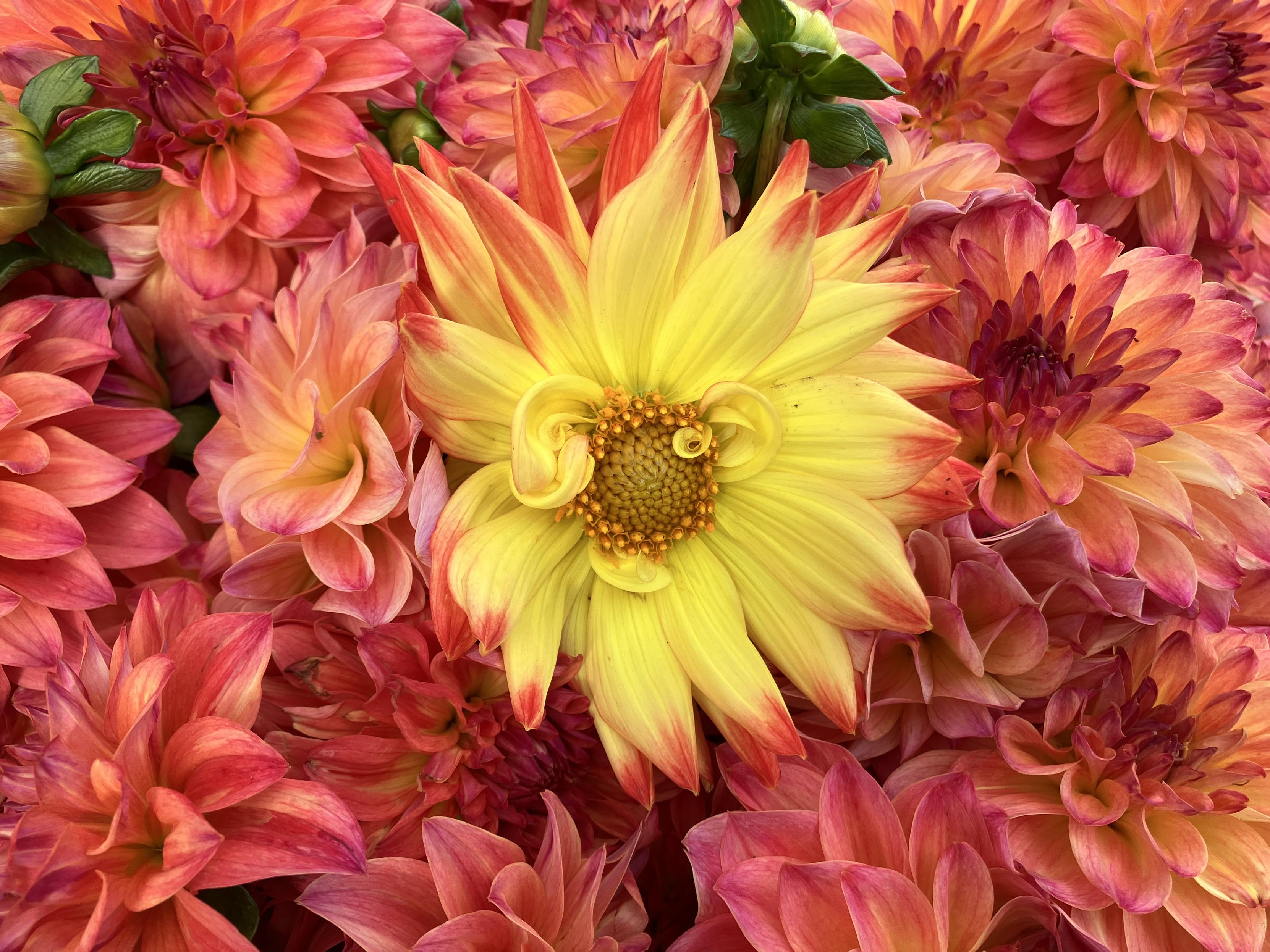 Amidst a bunch of rosy colored dahlia blooms, there's one that's bright yellow. Amidst a bunch of rosy colored dahlia blooms, there's one that's bright yellow.