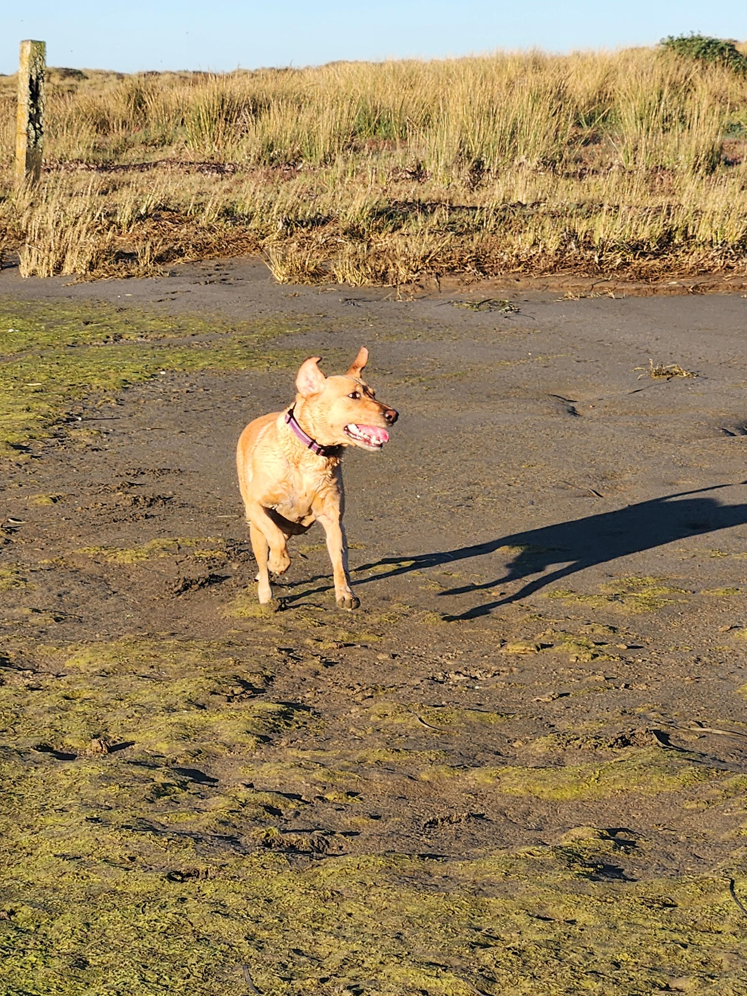 Golden lab running on the shoreline of the bay. Her ears and tail are up.