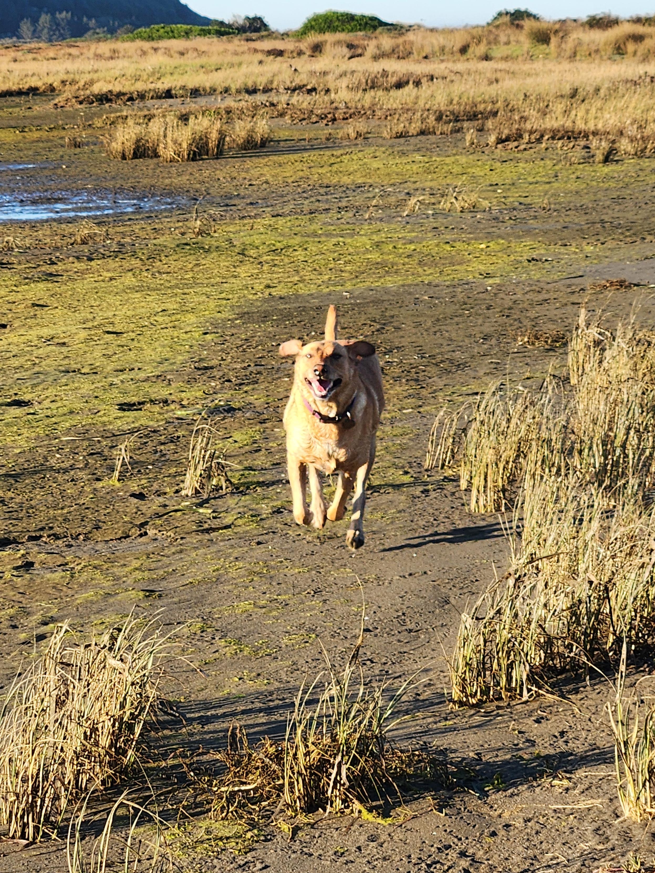 Golden lab running on the shoreline of the bay. Her ears and tail are up.