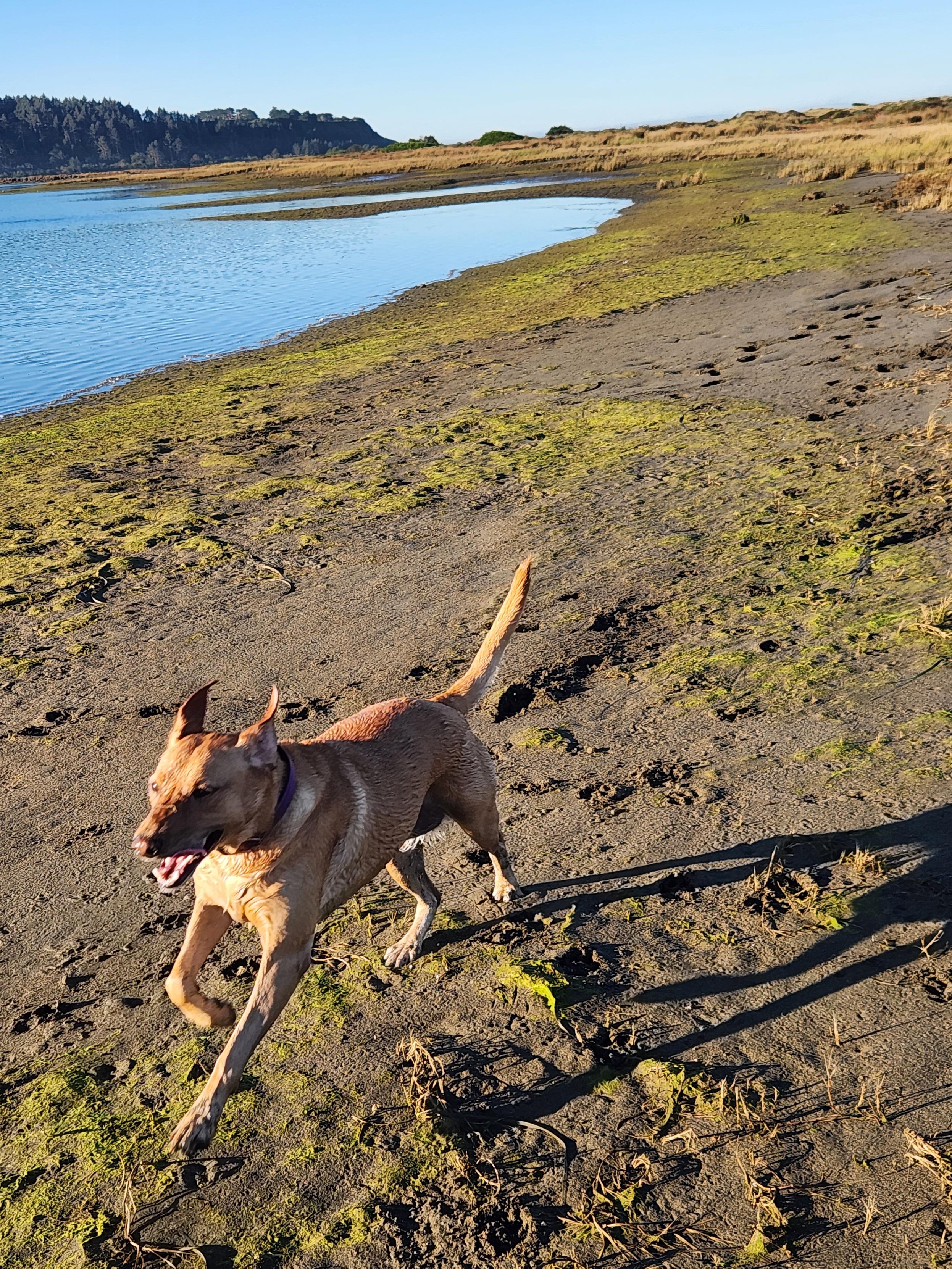 Golden lab running on the shoreline of the bay. Her ears and tail are up.