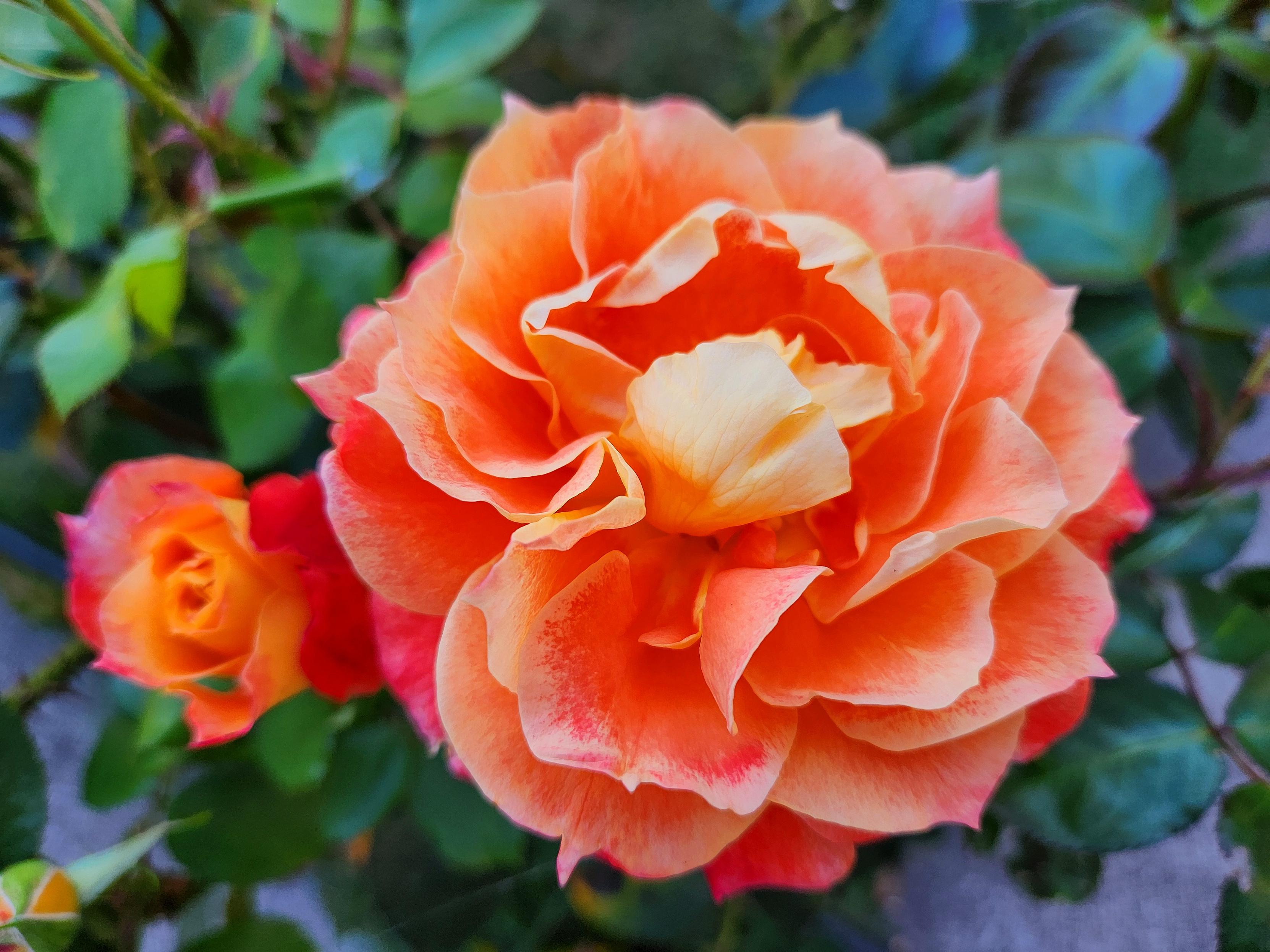 A golden and orange rose blossom with a bud to the left.