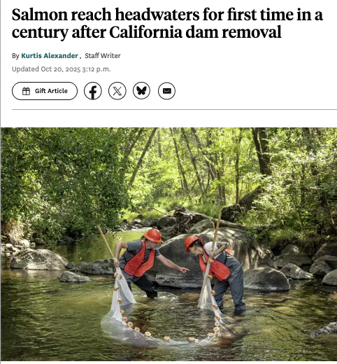 Photo of scientists collecting fish in a river with nets with headline: Salmon Reach Headwaters for first time in a century after CA dam removal