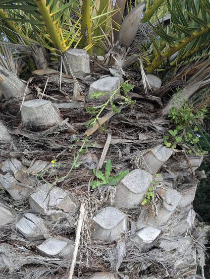 A photograph of the trunk of a short, wide palm tree, in shades of gray and brown. The roughly oval stubs where fronds had fallen off are lighter in color.  There is a lot of fibrous matter between the stubs.

And weeds - a long stem of hawkweed falls down diagonally from upper right  towards the left, with a yellow flower and buds at the end.  Various green leaves are visible below it, all growing out of crevasses and shelves formed by the stubs
