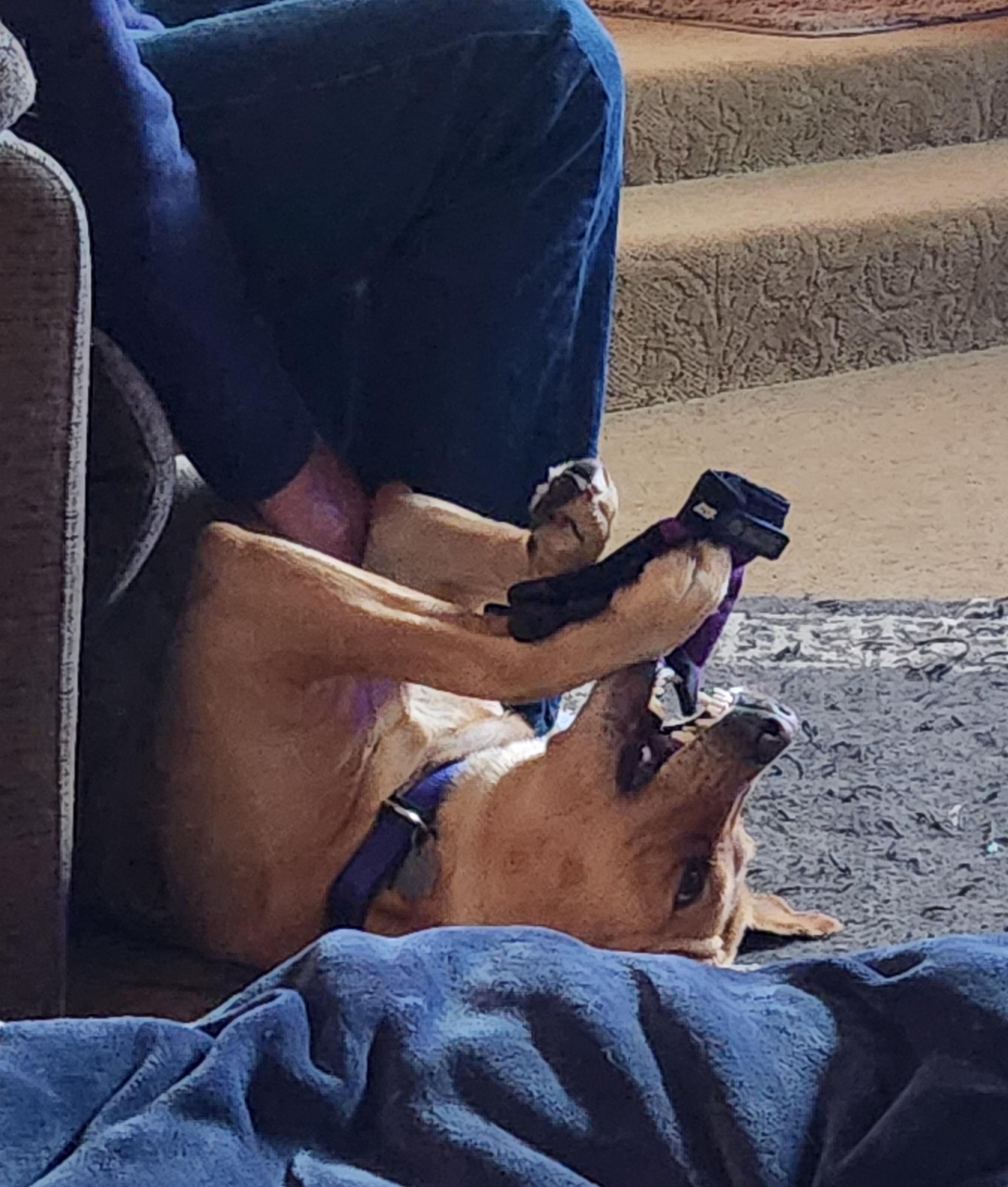A golden lab lying on her back in front of a recliner with a man sitting in it. She is between his legs and the chair while he pets her. She has her favorite old garden glove between her paws.