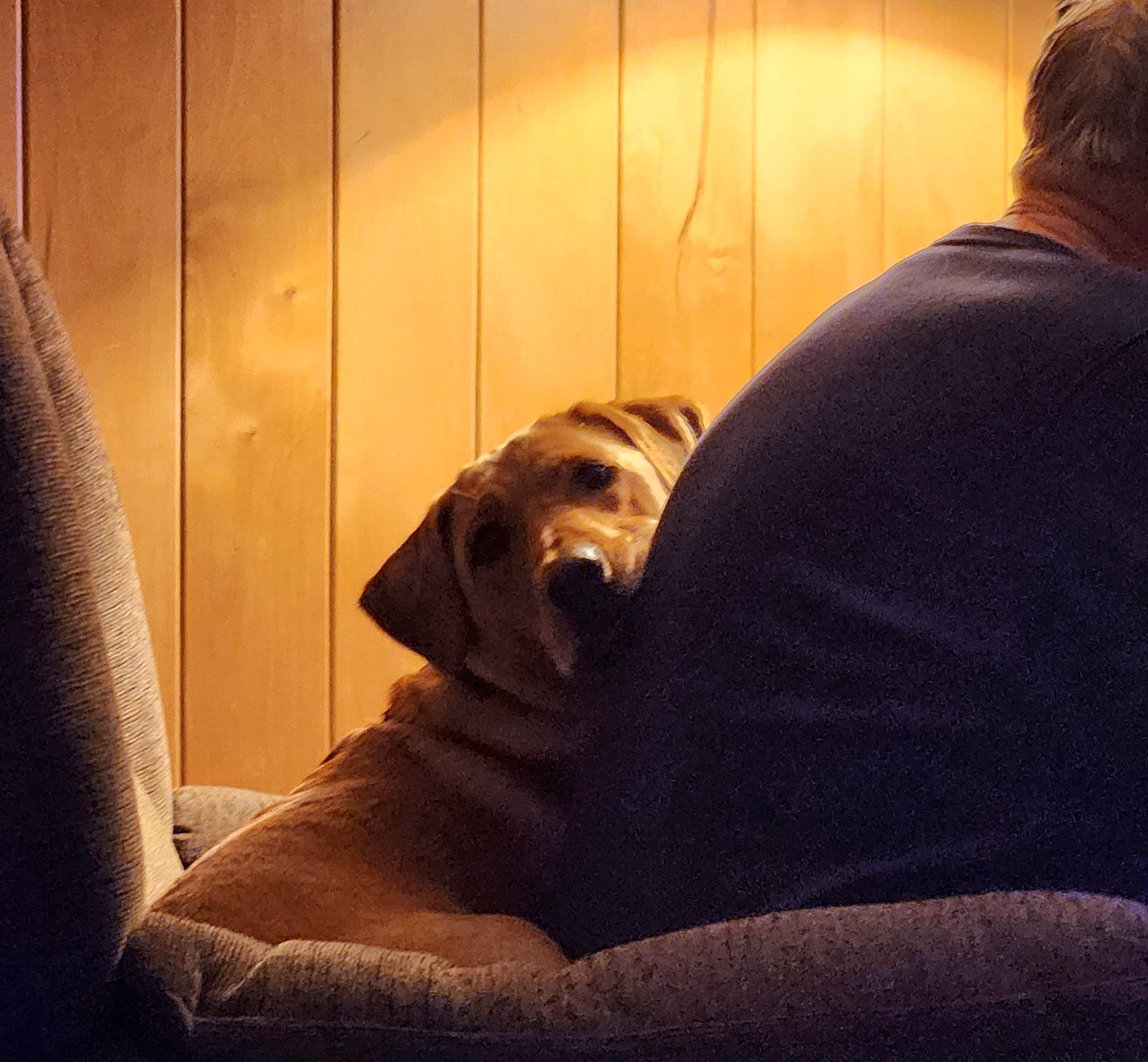 Golden lab is sharing a recliner with an older man. She is in the back row looking across his back.