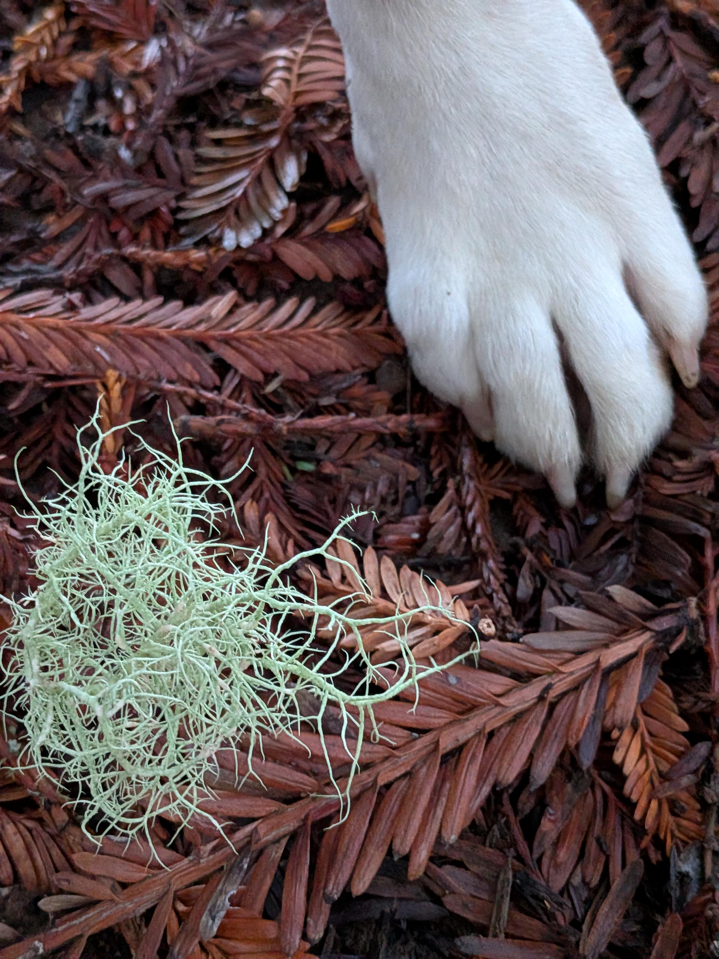 Bright bluegreen lichen flock on redwood duff and next to a white dog paw.