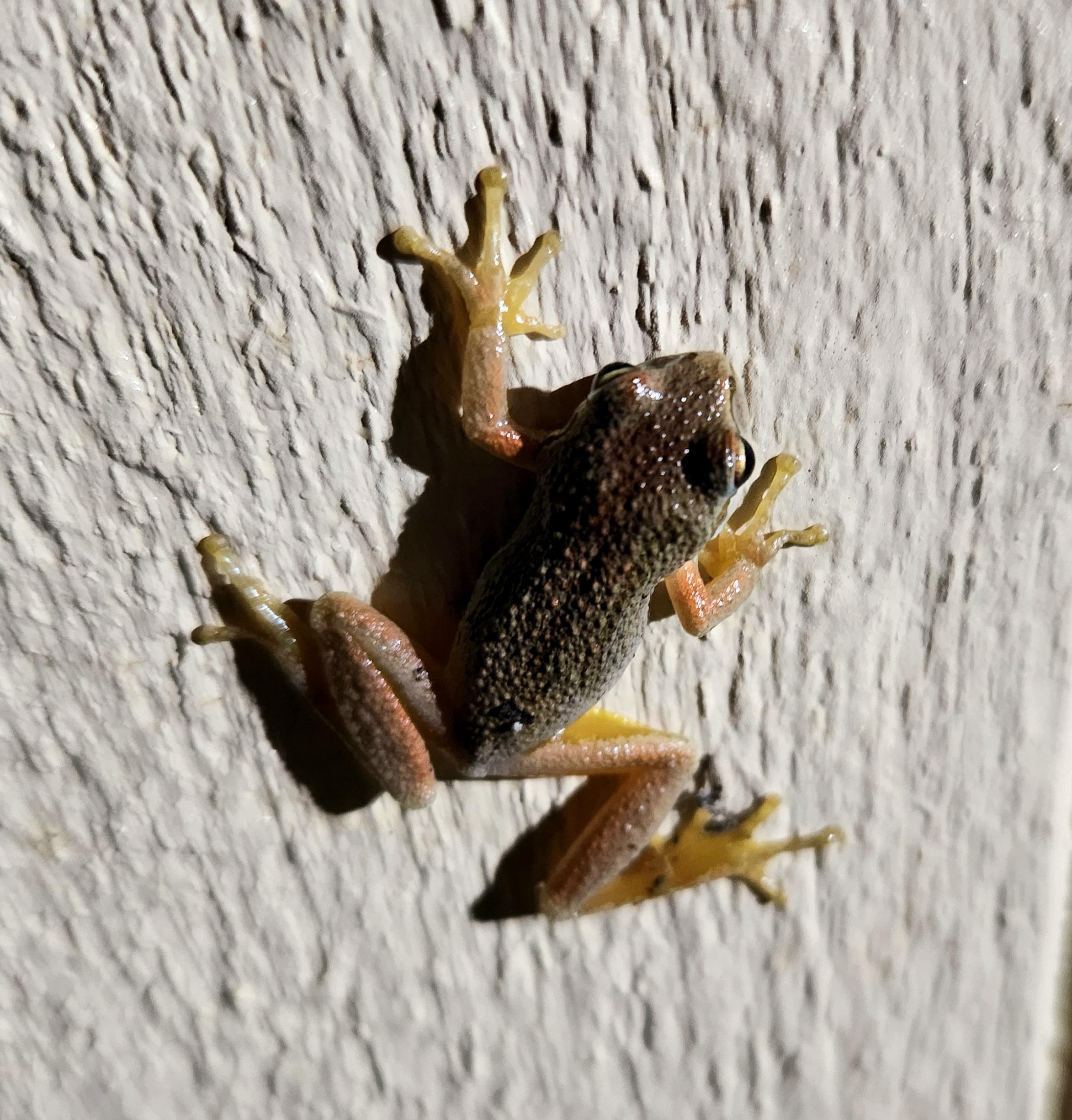 A frog on the side of a house. The frog is very small being not over an inch long.