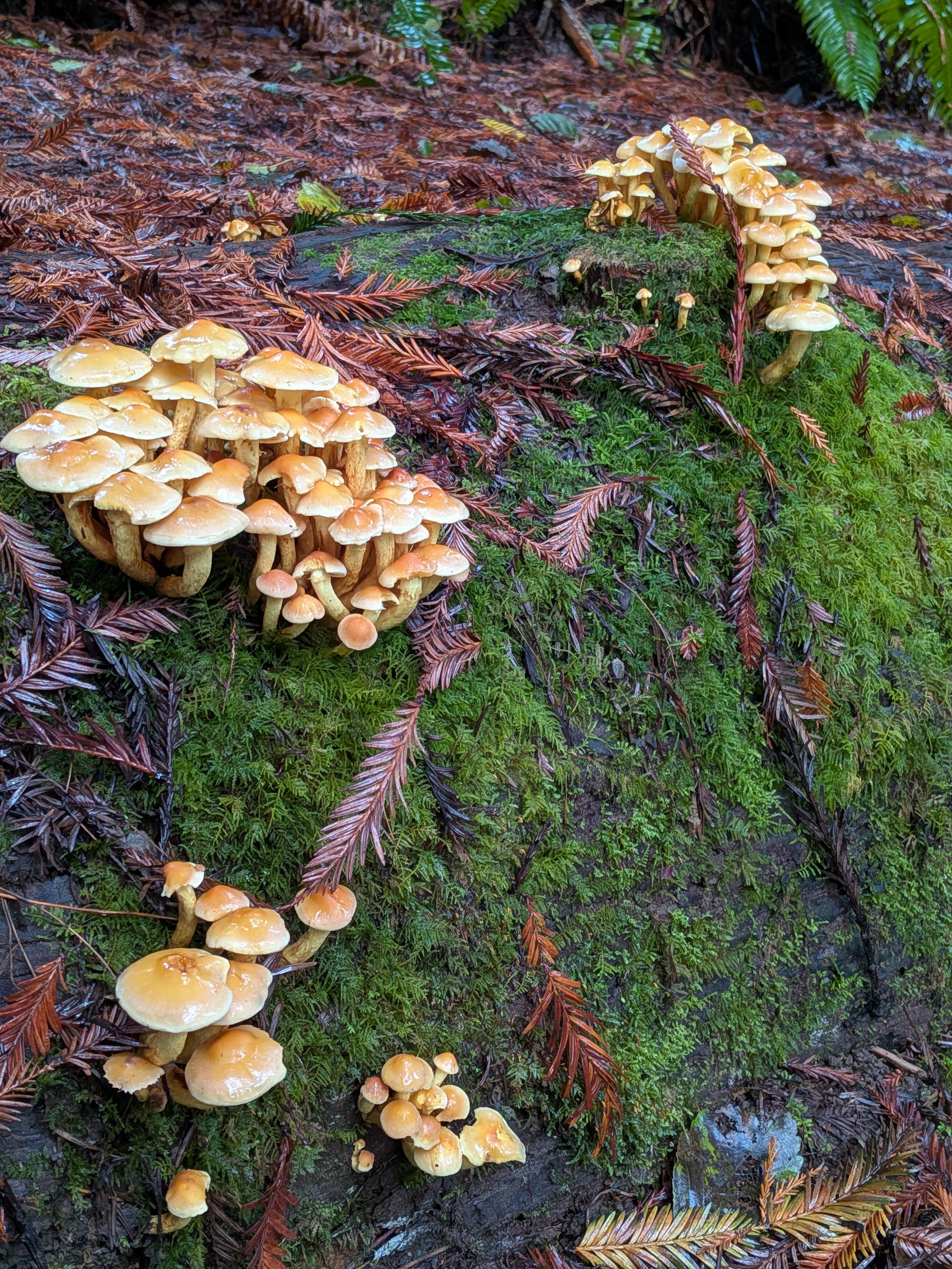 Several clusters of yellow happy mushrooms among emerald moss.