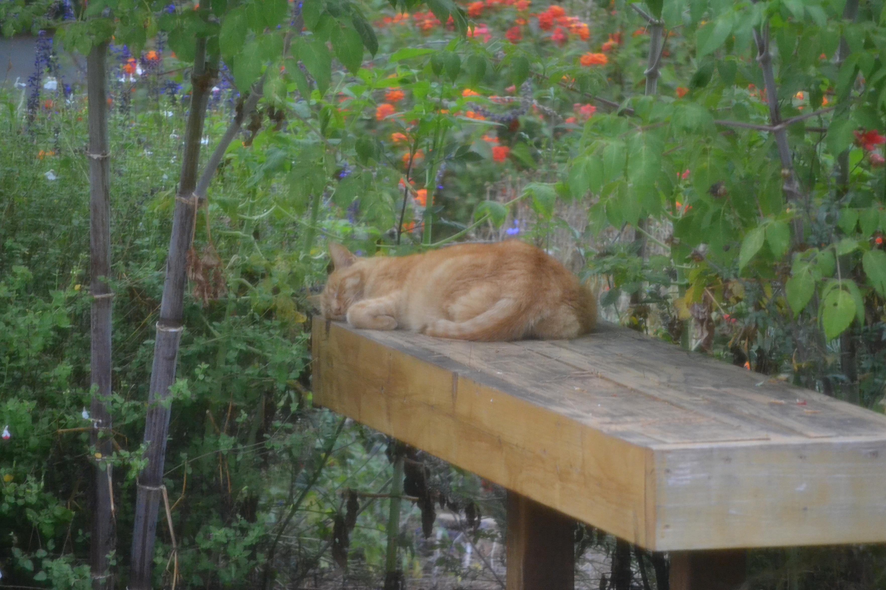 Sorry, no caption provided by author