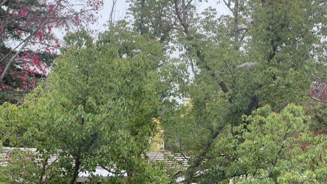  Top portion of a tree with multiple branches and lots of green leaves. Some sky peaking through and a rooftop in the background. About 10 Red Breasted Robins flying around and pecking at the tree berries. 
