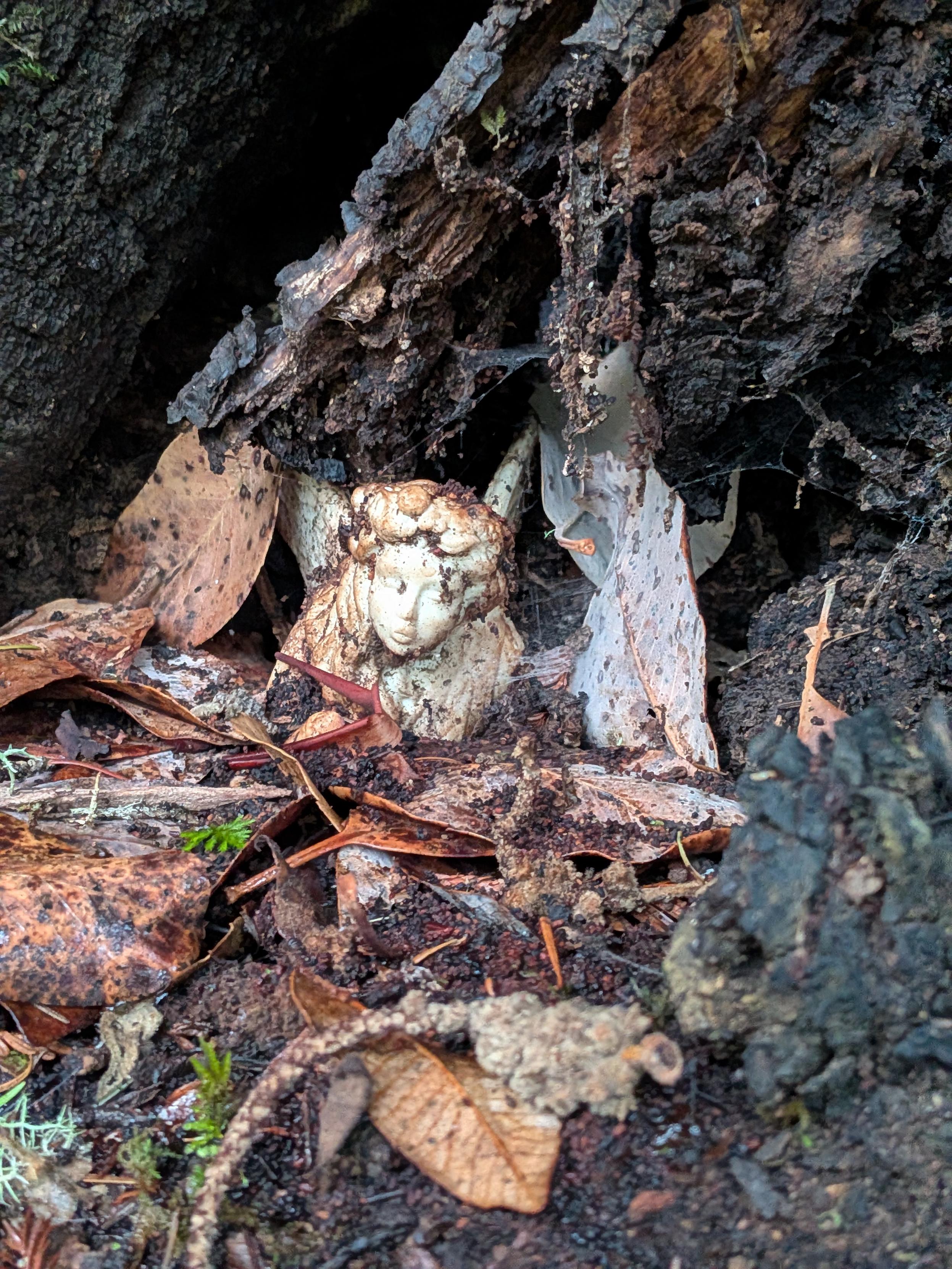 A piece of ceramic maybe with a face on it mostly buried in the book of a tree root.