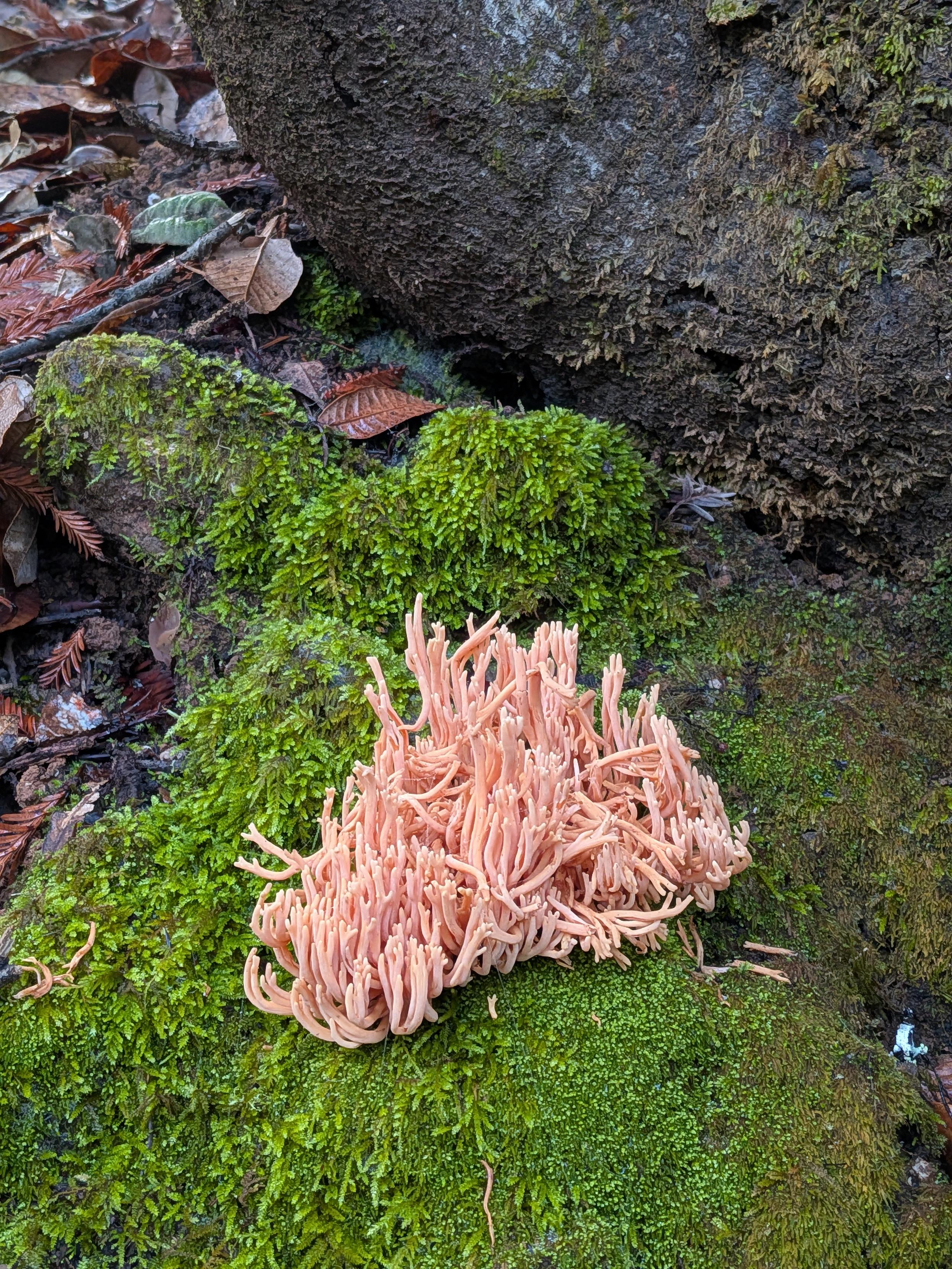 An exuberant fungus growing in an emerald patch of moss.
