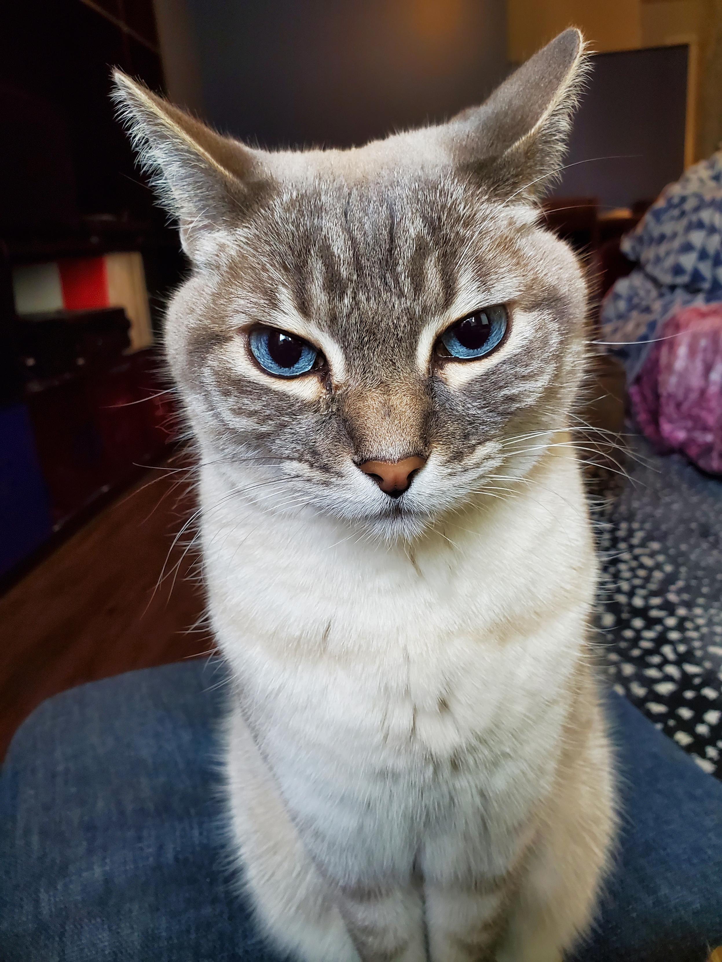 Siamese cat grey/white with blue eyes is furious owner is occupying his space on the couch