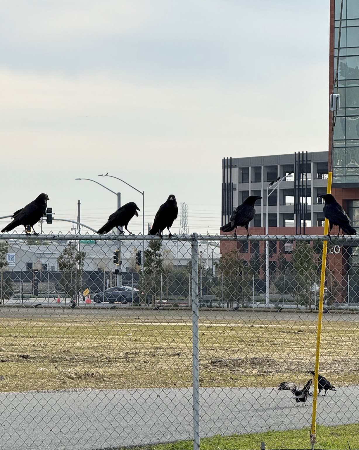 A row of ravens on a fence, and some on the ground, in the ‘burbs