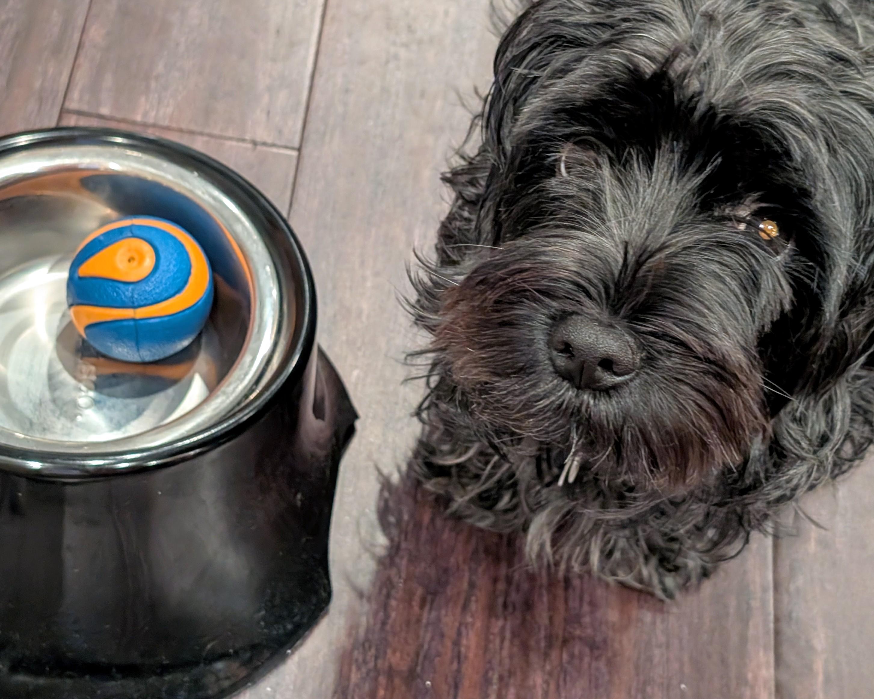 Chaya, a black Yorkie Poodle mix, stands next to her food dish, looking up at the camera with a plaintive expression. Her food dish is empty except for the ball that she dropped in it just moments before. CC BY-SA 4.0 Kate Zimmerman.