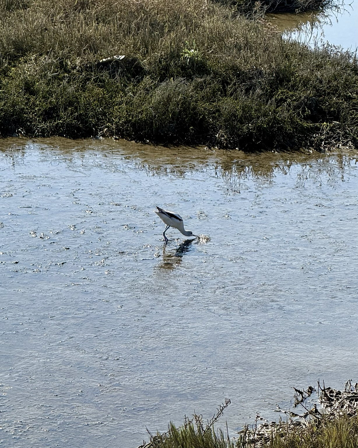 Small wading bird with long thin legs slurps a fish out of bay water