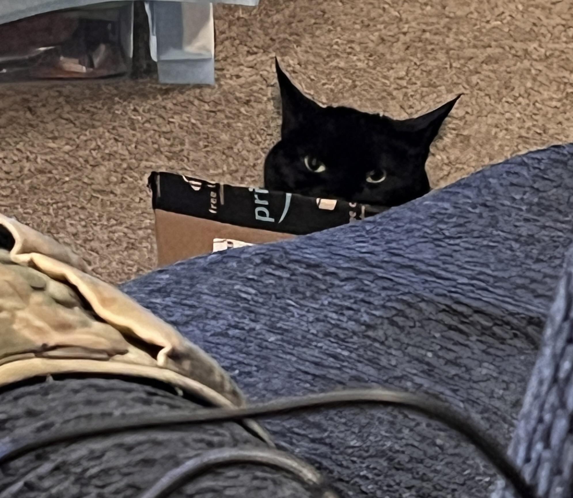 A black cat peeks over the edge of a torn Amazon box, with only her head and tall ears visible. She’s sitting on a carpeted floor, partly hidden behind a dark blue blanket in the foreground. Her eyes are wide and alert, giving her a slightly grumpy expression even though she’s calm. The scene feels cozy and a little humorous, capturing a quiet moment with a beloved companion.