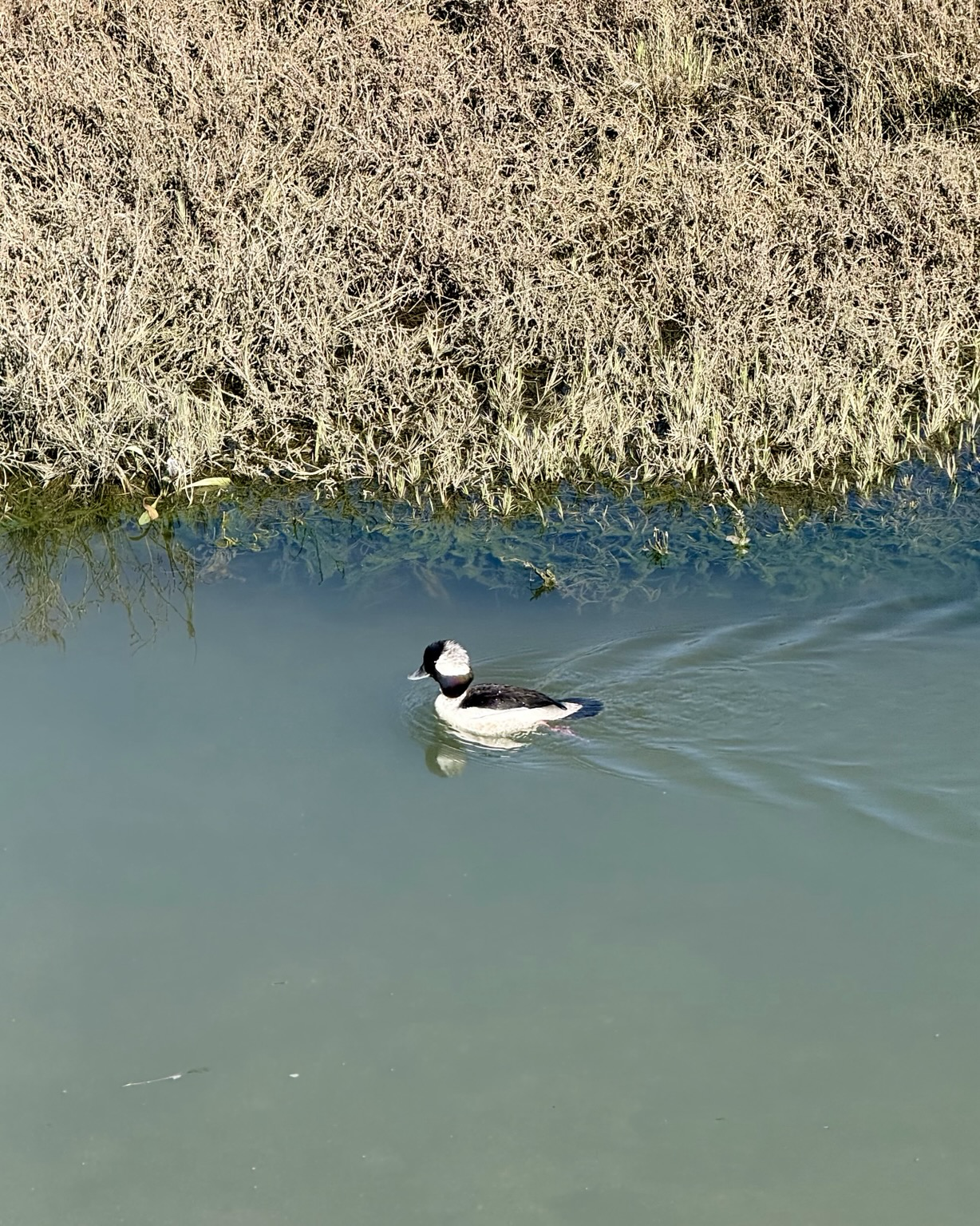 Small multicolored duck swims by near some grass