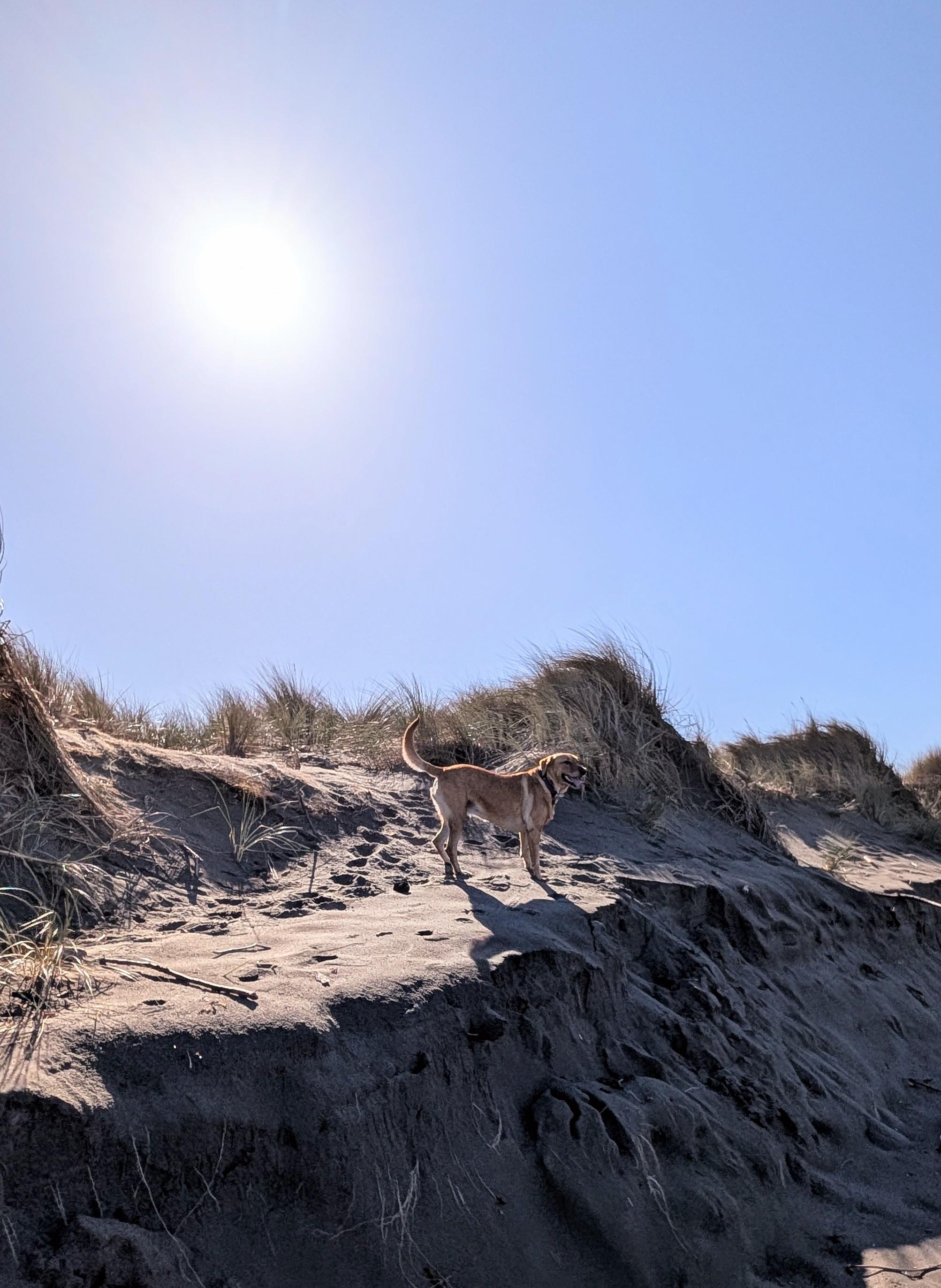 Golden lab is standing on a sand dune in the sun.