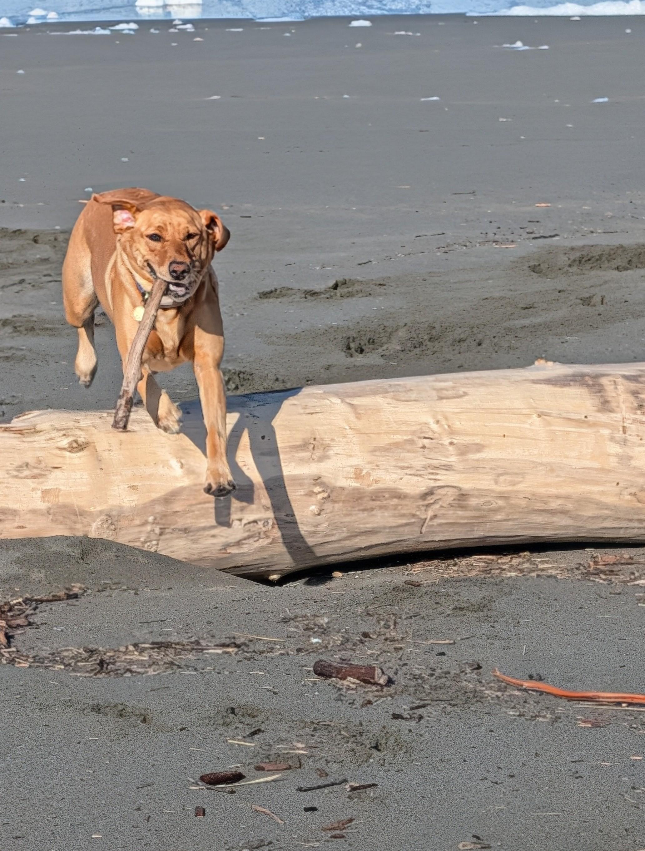 Golden lab jumping over a driftwood log with a stick in her mouth. 