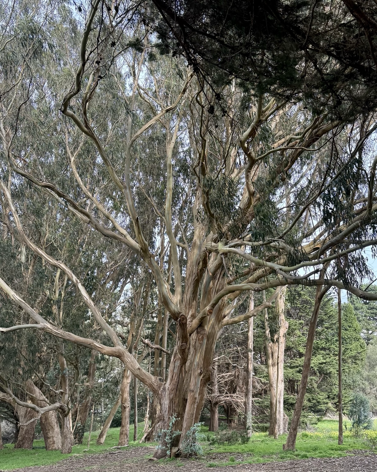 A very large eucalyptus