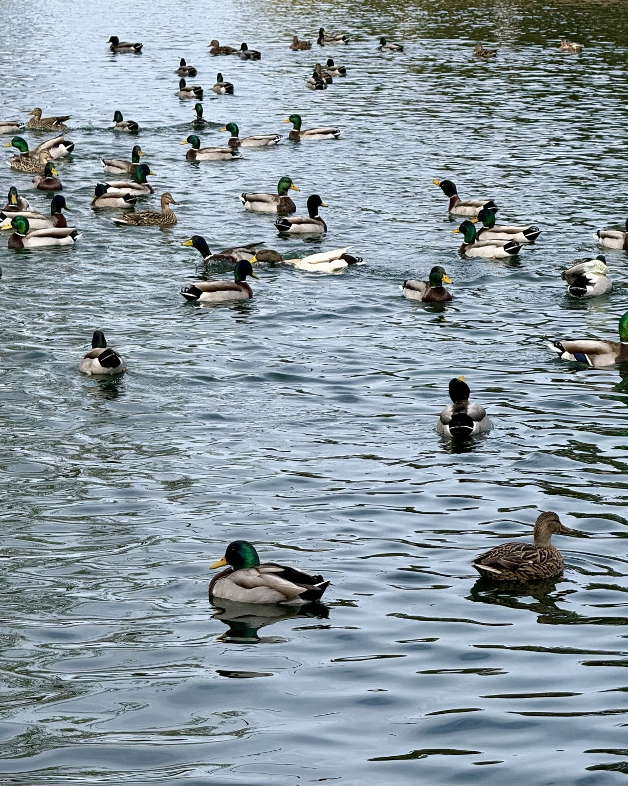 Lots of mallard ducks in a lake