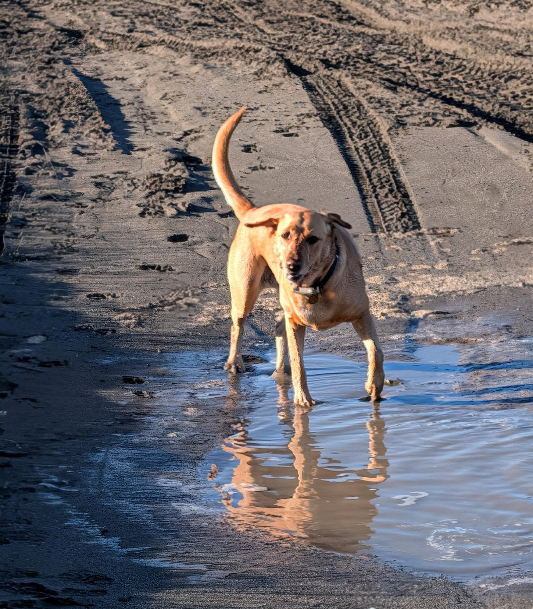 Summer finds the first of several giant mud puddles on the trail. You can see her reflection in the water.
