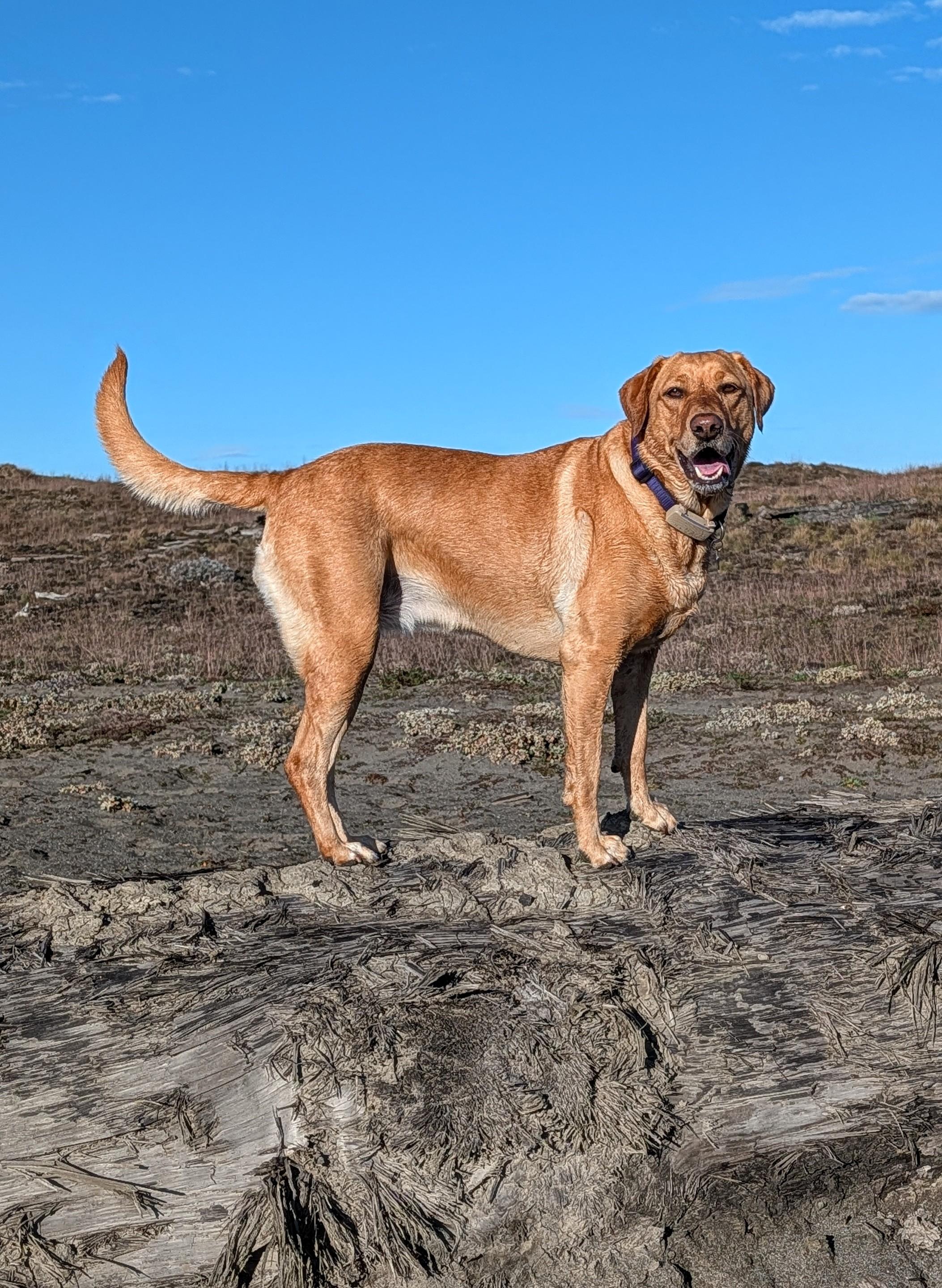 Golden lab is standing on a giant driftwood log. She has blue sky behind her.